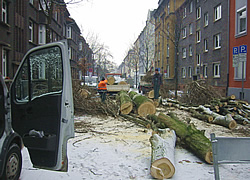 Baumfällung in Warstein, Rüthen und Umgebung