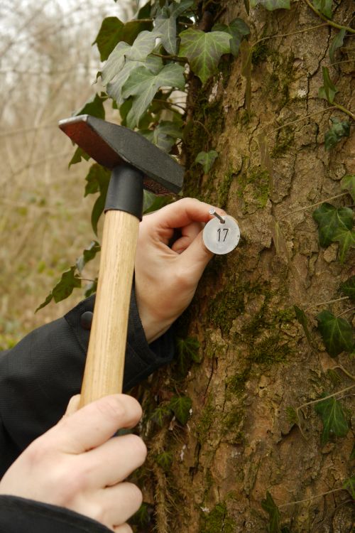 Nummerierung eines Baumes für ein Baumkataster